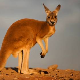 The Roo Edition – The Grip Master